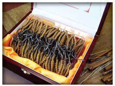 西充冬虫夏草回收